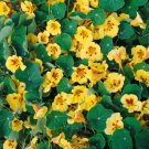 15 Seeds Nasturtium- Peach Melba