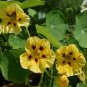 15 Seeds Nasturtium- Peach Melba