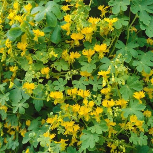 10 Seeds Nasturtium- Canary Creeper
