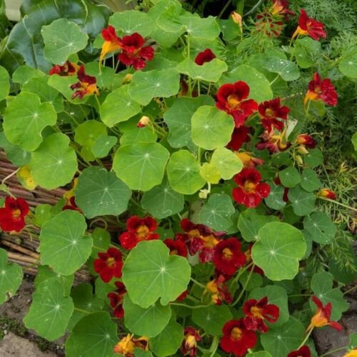 15 Seeds Nasturtium- Scarlet