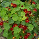 15 Seeds Nasturtium- Scarlet