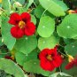 15 Seeds Nasturtium- Scarlet