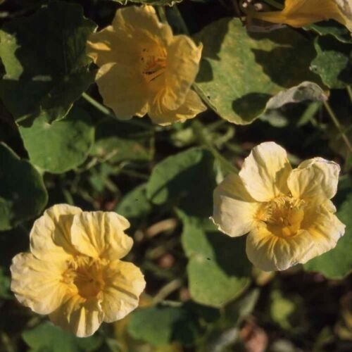 15 Seeds Nasturtium- Moonlight