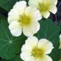15 Seeds Nasturtium- Moonlight