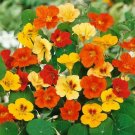 50 Seeds Nasturtium- Jewels mix