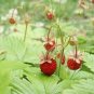 100 seeds Wild Strawberry- Vesca