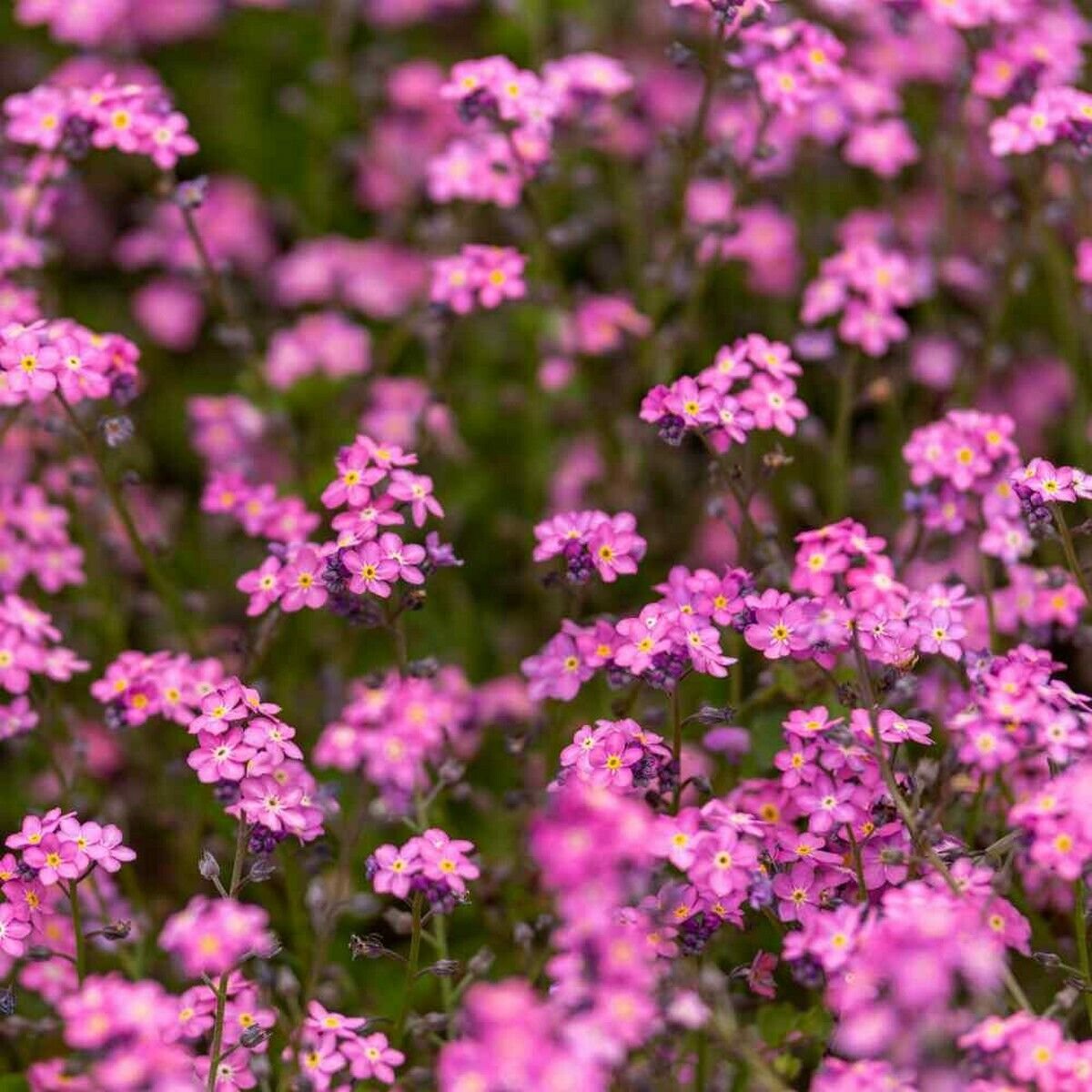 200 Seeds Forget-me-not- Rose