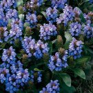 15 Seeds Prunella- Blue