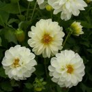 15 Seeds Dahlia- Opera- white