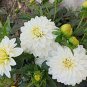 15 Seeds Dahlia- Opera- white