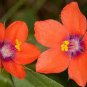 100 Seeds Pimpernel- Scarlet