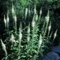 50 Seeds Culver's Root