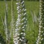 50 Seeds Culver's Root