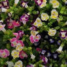 10 Seeds Torenia Fournieri- Wishbone Flower