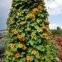 10 Seeds Thunbergia- Orange