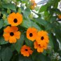 10 Seeds Thunbergia- Orange