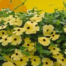 10 Seeds Thunbergia- Yellow