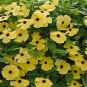 10 Seeds Thunbergia- Yellow