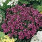 100 Seeds Rock Cress -Spring Charm(Arabis Biepharaophylla)