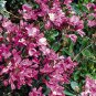 100 Seeds Rock Cress -Spring Charm(Arabis Biepharaophylla)