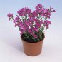 100 Seeds Rock Cress -Spring Charm(Arabis Biepharaophylla)