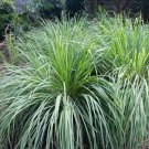 25 Seeds LemonGrass- (Cymbopogon Flexuosus)