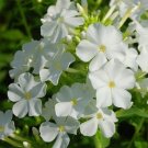 100 Seeds Phlox- White- (Drummondii Compacta)