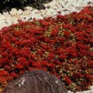 100 Seeds Sedum- Dragon's Blood