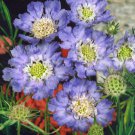 15 Seeds Scabiosa-Caucasica Perfection Blue