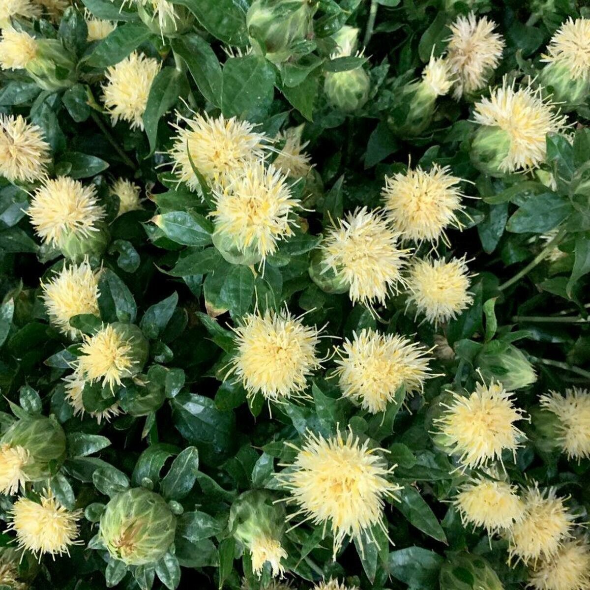 10 Seeds Safflower- White