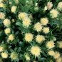 10 Seeds Safflower- White