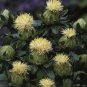 10 Seeds Safflower- White