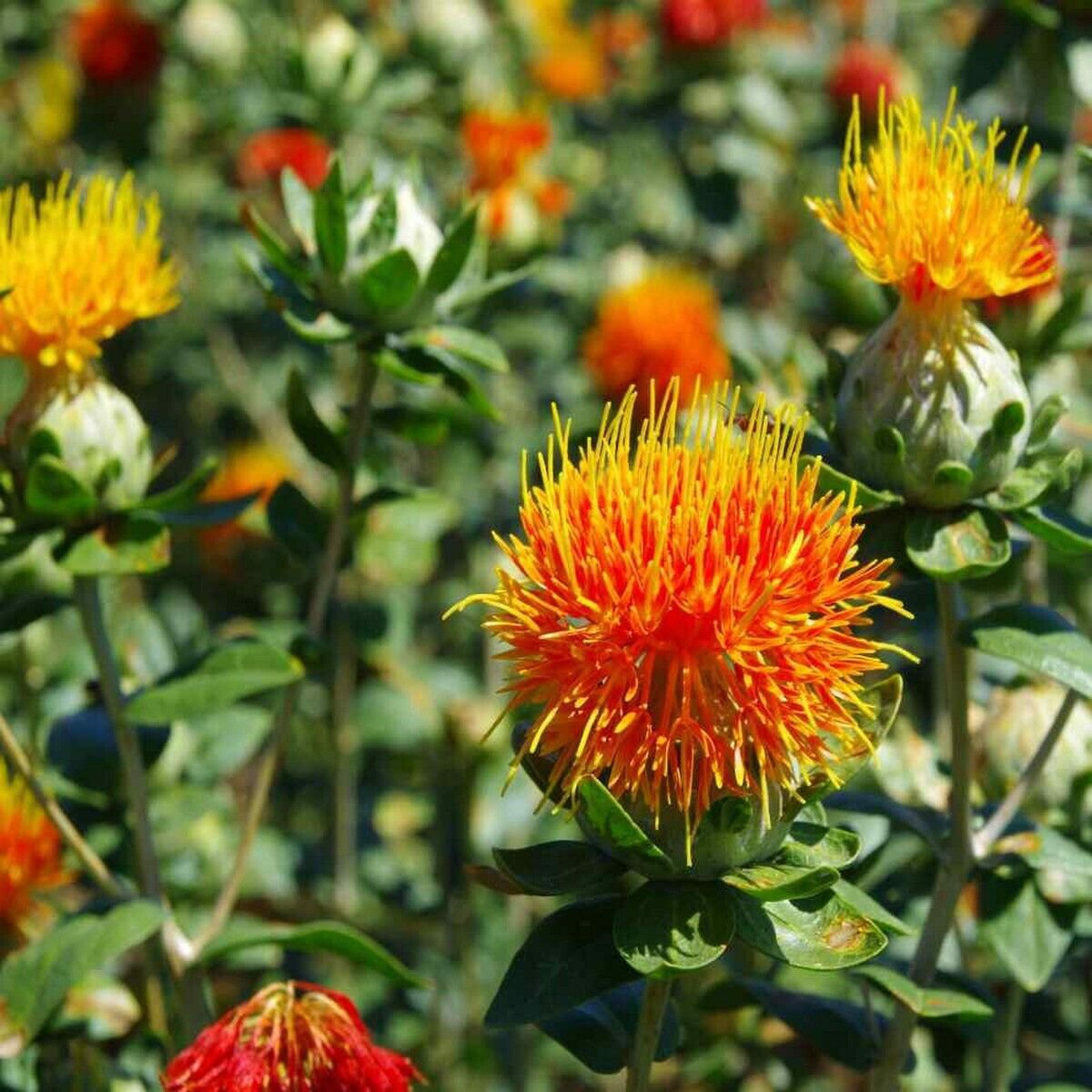 10 Seeds Safflower- Orange