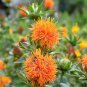 10 Seeds Safflower- Orange
