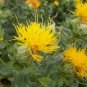 10 Seeds Safflower- Yellow