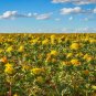 10 Seeds Safflower- Yellow