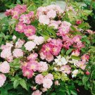 15 Seeds China Rose-Rosa Chinensis Angel Wings