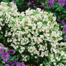 200 Seeds Forget-me-not- White