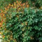 10 Seeds Firecracker Vine-Mina Lobata