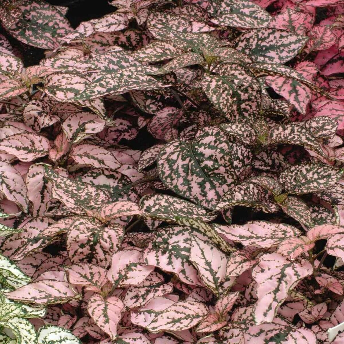 15 Seeds Hypoestes-Phyllostachya Splash- Pink