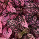 15 Seeds Hypoestes-Phyllostachya Splash- Rose