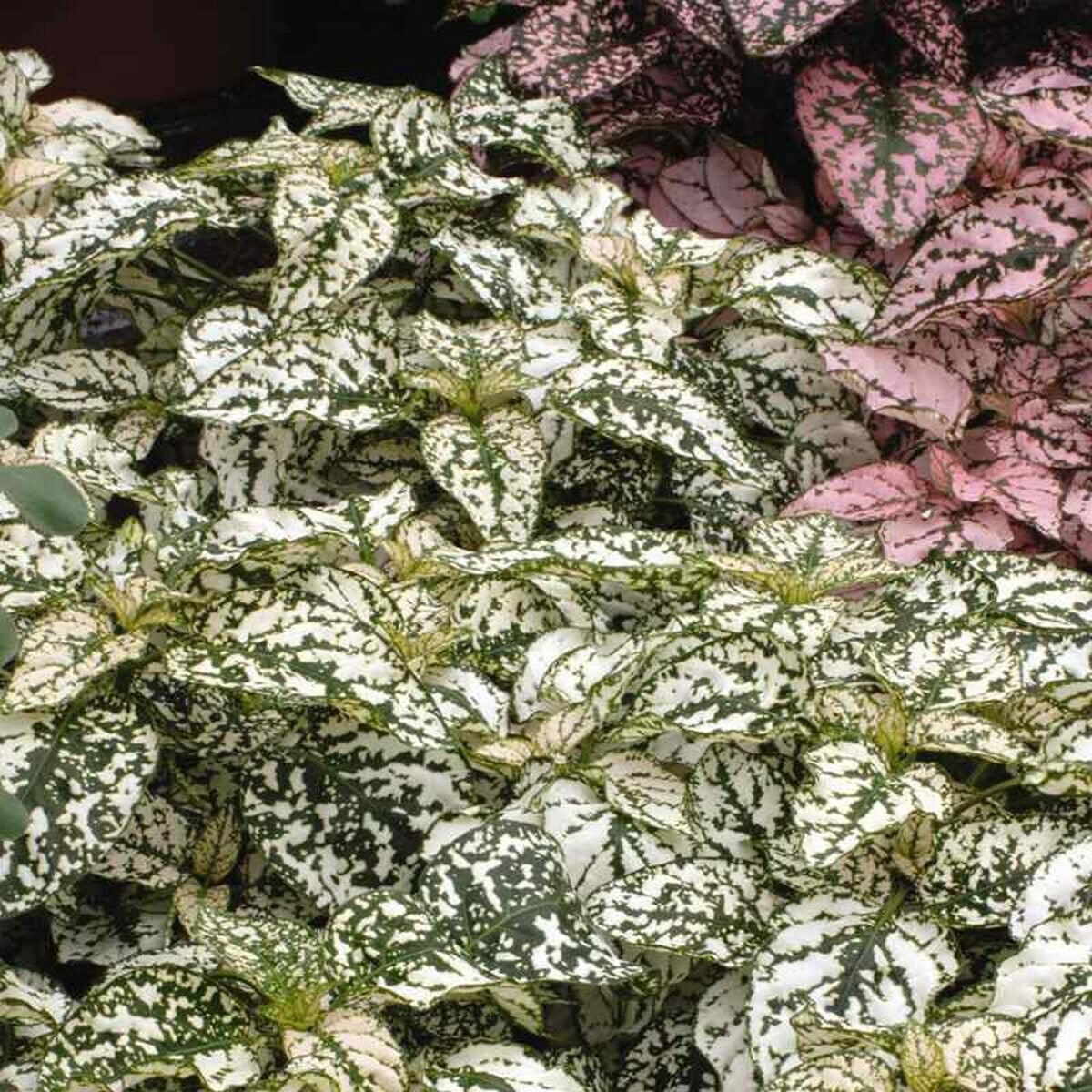 15 Seeds Hypoestes-Phyllostachya Splash- White