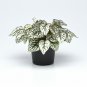 15 Seeds Hypoestes-Phyllostachya Splash- White