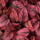 15 Seeds Hypoestes-Phyllostachya Splash- Red