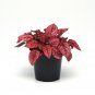 15 Seeds Hypoestes-Phyllostachya Splash- Red