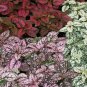15 Seeds Hypoestes-Phyllostachya Splash- Mix