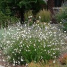 15 Seeds Gaura - Lindheimeri