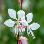 15 Seeds Gaura - Lindheimeri