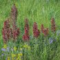 10 Seeds Echium Russicum(Vipers Bugloss)