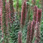 10 Seeds Echium Russicum(Vipers Bugloss)